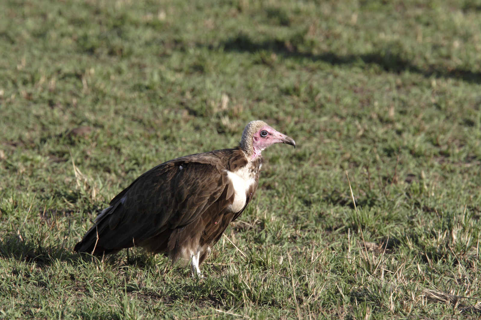 image Hooded Vulture